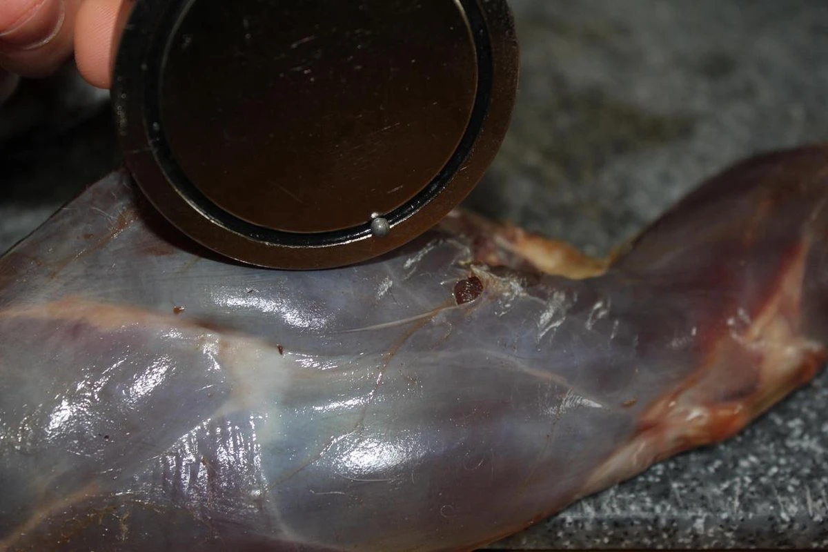 【JACHTMAGNEET / HAGELMAGNEET 】– Jacht accessoires 2020 – Hagel verwijderaar – Jagers cadeau - Wild magneet 【JACHTMAGNEET / HAGELMAGNEET 】– Jacht Accessoires 2020 – Hagel Verwijderaar – Jagers Cadeau - Wild Magneet -Outdoor Kampeeruitrusting Winkel 1200x800 40